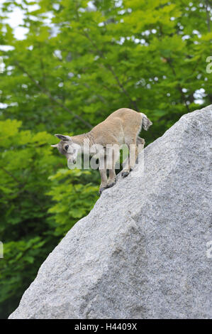 Alpensteinböcke Capra Ibex, Jungtier, Felsen, Klettern, Stockfoto