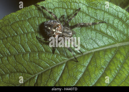 Gemeinsamen Gartenkreuzspinne Araneus Diadematus, Blätter, Sit, Stockfoto