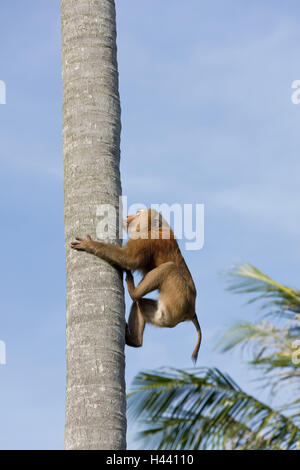 Thailand, Insel Phuket, Palm, Belastung, Affe, Klettern an der Seite, Stockfoto