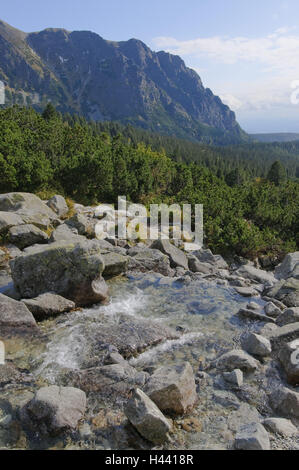 Mountain Stream Hincov Polok, Valley View, Strbske Pleso, Nationalpark der hohen Tatra, Presovsky Kraj, Slowakei, Stockfoto