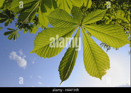 Rosskastanie, Aesculus Hippocastanum, Blätter, Laub, Frühling, Sonne, Stockfoto