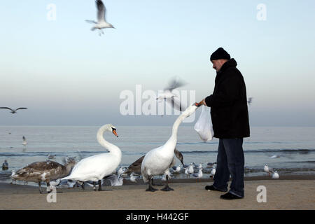 Mann an der Seite, Vögel, Futter, Meer, Stockfoto