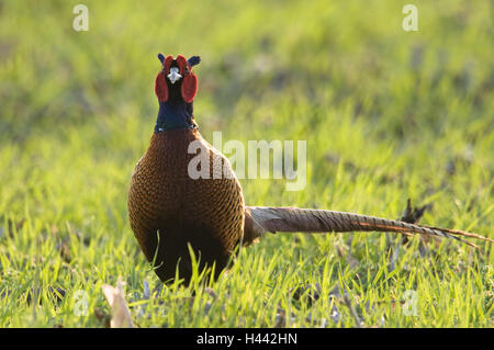 Wiese, Fasan, Phasianus Colchicus, sorgfältig, Fasan, kleine Männer, Männlich, Tap, Tier, Vogel, Feld, Sit, Gefieder, bewundernswert, Rasen, außerhalb hühnerartigen Vögel, edlen Fasan, Ganzkörper, Stockfoto