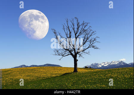 Deutschland, Bayern, Ost-Allgäu, Landschaft enger Füße, Mond, Stockfoto