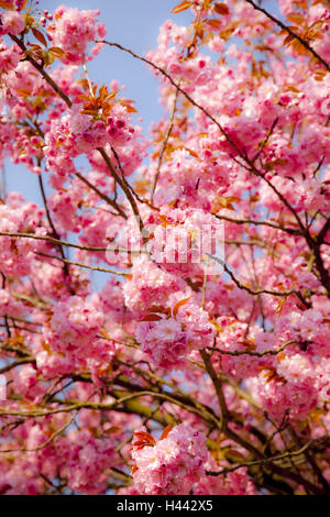 Japanische Zier-Kirsche, Zweige, Blüten, Detail, draußen, Baum, Himmel, blau, Sonne, Frühling, Blütenblätter, Natur, niemand, Pflanze, Blüte, Kirsche, Kirschbaum, in Japanisch, kirschrote Blüten, rosa, pink, Blütenpracht, Stockfoto