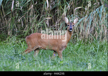 Rehrücken, Capreolus Capreolus, Stockfoto