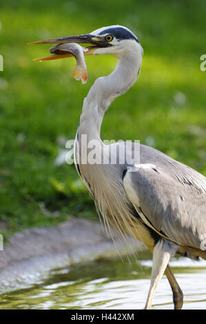 Graureiher Ardea Cinerea, Stockfoto