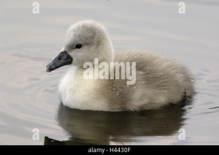 Buckel Schwan, geistlichen Schwan, Cygnus Olor, Küken, Schwimmen, Stockfoto