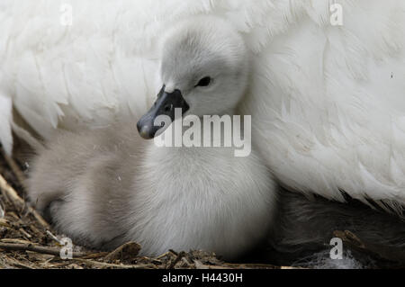 Buckel Schwan, geistlichen Schwan, Cygnus Olor, Küken, Stockfoto