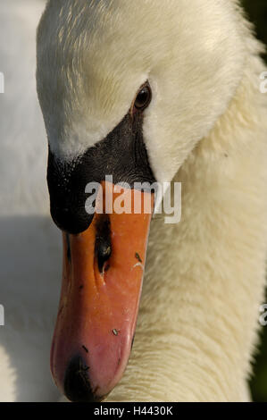 Buckel Schwan, geistlichen Schwan, Cygnus Olor, Nahaufnahme, Stockfoto