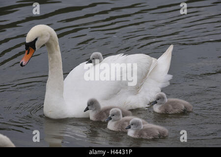 Buckel Schwan, geistlichen Schwan, Cygnus Olor, Küken, Schwimmen, Stockfoto