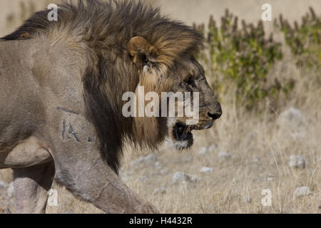 Afrika, Namibia, Region Kunene, Etosha Nationalpark, Namibia, Region globalen Rahmenverträge, Lion, Panthera Leo, Stockfoto