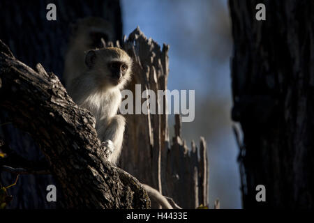 Afrika, Botswana, North West District, Okawango-Delta, Moremi Wildreservat, äthiopische grüne langschwänzigen Affe, Chlorocebus Aethiops, Stockfoto