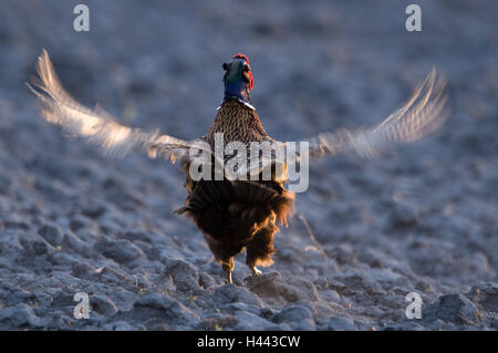 Fasan, Phasianus Colchicus, Flügel, Hit, Start, bei Rückansicht, im Abendlicht, Fasan, kleine Mann, Männlich, klopfen, Tier, Vogel, Feld, Gefieder, bewundernswert, außerhalb hühnerartigen Vögel, edlen Fasan, Ganzkörper, Unschärfe, flatternden Flügeln, Aufruf, fliegen, Stockfoto