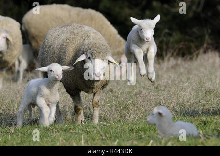 Wiese, Herden, Merino-Schafe, Lämmer, laufen, springen, Tiere, Säugetiere, Tiere, Schafe, Schafrasse, profitieren landen Schaf, Merino, Jungtiere, Weide, außerhalb der Landwirtschaft, Vieh züchten, halten Sie Haustiere, Stockfoto