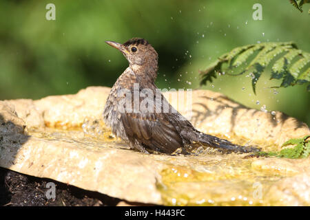 Amsel ist ein Bad in der Vogelperspektive Getränke, Stockfoto