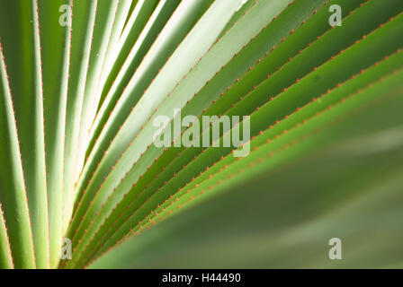 Schrauben Baum Pflanze, Blätter, diversifiziert, Detail, Pandanus Utilis, Stockfoto