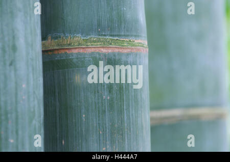 Bambus Stämme, close-up, Unschärfe, Stockfoto