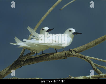 Gabeln, Fee Seeschwalben, Gygis Alb, Vögel, Tiere, Seeschwalben, absichtliche Tauchgänge, die Seychellen, Gefieder, weiß, Zweige, sitzen, Stockfoto