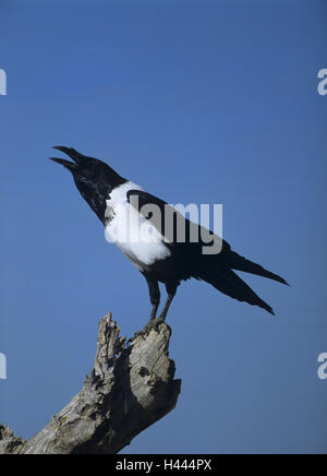 Afrika, Zeichen Rabe, Corvus Albus, Vogel, Zweig, wildes Tier, Tier, Rabe, Namibia, Lautgebung, Schwarzweiß, rufen, Rabenvogel, Singvogel, Stockfoto