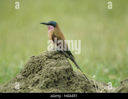 Simbabwe, Hügel, Karminspint, Merops Nubicus, Seite Ansicht, Afrika, Tierwelt, Wildlife, Tier, wildes Tier, Vogel, Rackenvogel, Scharlach Pint Stockfoto