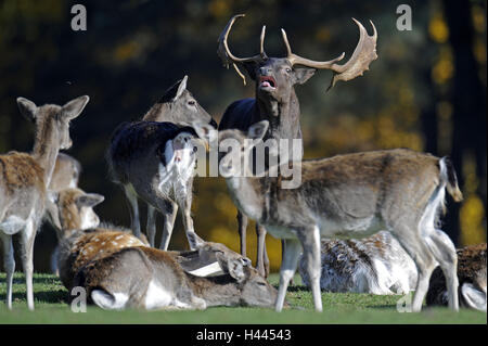 Damwild, Dama Dama, Hirsche, Hinds, Spurrinnen Saison, Stockfoto