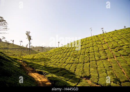 Tee-Plantagen in den Bergen von Ooty, Indien, Tamil Nadu, Stockfoto