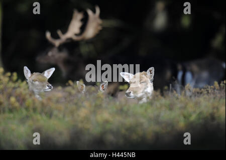 Damwild, Dama Dama, Hirschkühe, Wiese, Stockfoto