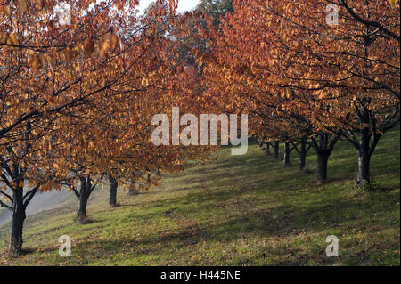 Herbstlich bunte Mandelbäume, Schwarzwald, Stockfoto