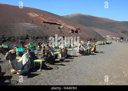 Spanien, die Kanarischen Inseln, Lanzarote, Nationalpark Timanfaya, Dromedare, Tourismus, Stockfoto