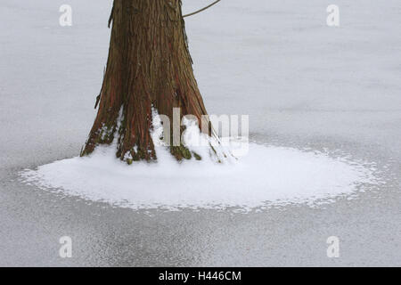 Sumpf-Zypresse, Belastung, Eis, Winter, Stockfoto