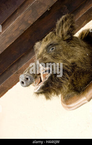 Jagdzimmer, Wildschweinkopfwurst, gefüllt, Stockfoto