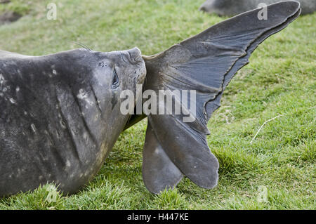 Südgeorgien, Grytviken, Meer Elefant, Mirounga Leonina, Stockfoto