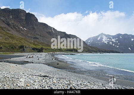 Süd-Georgien, Fortuna-Bay, König, Pinguine, Aptenodytes Patagonicus, Landschaft, Stockfoto