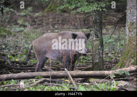 Wildschwein, Sus Scrofa, Stockfoto