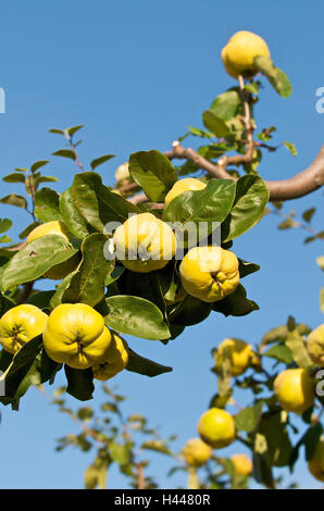 Quitte Baum, Cydonia Oblonga, Zweig, Früchte, Stockfoto