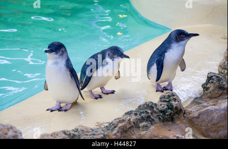 Drei kleine blaue Pinguine stehen auf Sims mit Wasser Hintergrund auf Penguin Island in Rockingham, Western Australia. Stockfoto