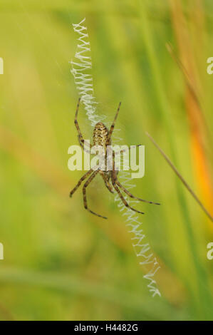 Wasp Stift, kleine Mann, Netzwerk, Zick-Zack-Muster, Stockfoto