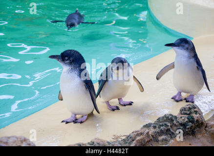 Kleine blaue Pinguine stehen auf einem Felsvorsprung mit einem Pinguin Schwimmen im Hintergrund auf Penguin Island in Western Australia. Stockfoto