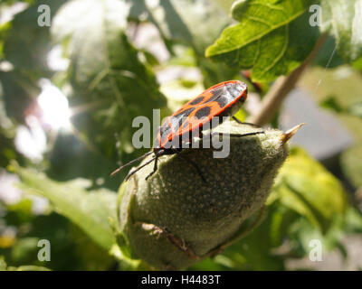 Gemeinsamen Feuer Bug auf Knospe, Stockfoto