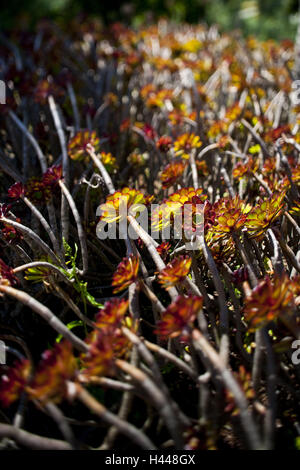 Rosettendickblatt, Aeonium Arboreum, Pflanze, Natur, Vegetation, Dickblattgewächs, Crassulaceae, Rosendickblatt, Dick es Blätter, Rosette Form, grün, rot, mittlere Nahaufnahme Stockfoto