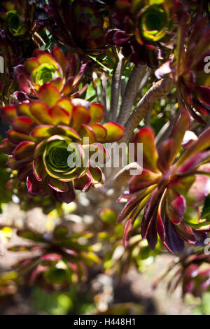 Rosettendickblatt, Aeonium Arboreum, Pflanze, Natur, Vegetation, Dickblattgewächs, Crassulaceae, Rosendickblatt, Dick es Blätter, Rosette Form, grün, rot, mittlere Nahaufnahme Stockfoto