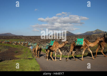 Spanien, Kanaren, Lanzarote, Dromedare, Reiten, Tiere, Tourismus, Stockfoto