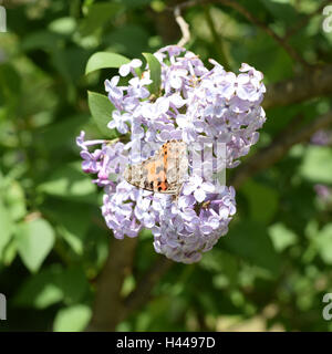 Schmetterling Hautausschlag auf lila Farben. Bestäubern. Schmetterling-Urtikaria. Stockfoto