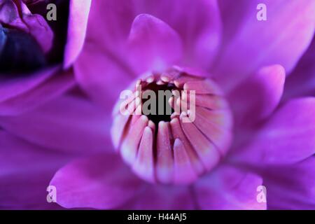 Violette Seerose oder Lotus Blume, die auf dem Wasser Stockfoto