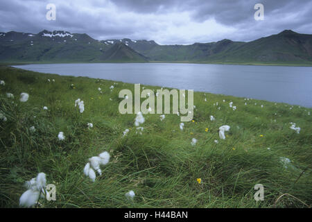 Island, Landschaft, Berge, See, Wollgras, Sommer, Stockfoto