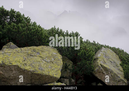 Berglandschaft, Nebel, Nationalpark der hohen Tatra, Presovsky Kraj, Slowakei, Stockfoto