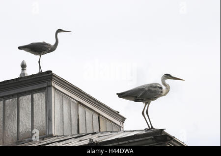 Hausdach, grauer Reiher, Ardea Cinerea, zwei Stockfoto