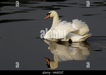 Buckel Schwan, geistlichen Schwan, Cygnus Olor, Spiegelung, Wasseroberfläche, Stockfoto