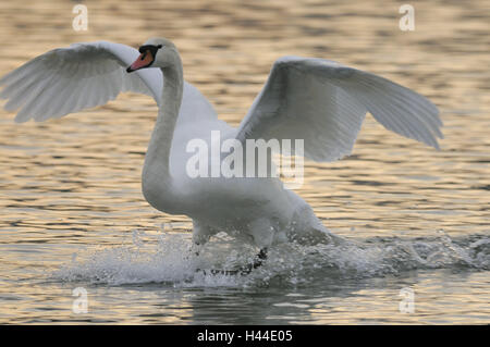 Buckel Schwan, geistlichen Schwan, Cygnus Olor, Wasser, Landung, Stockfoto